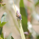 Robber Fly