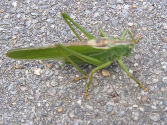 Spotting Image 1