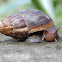 Giant African Land Snail