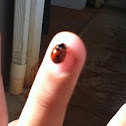 Ladybug