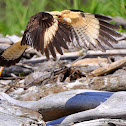 Yellow-headed Caracara