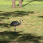 Sand  Hill Crane