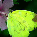 Grass yellow