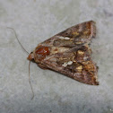 Common Looper Moth