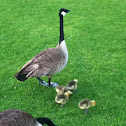 Canada Geese