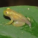 Glass frog