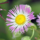 Common Fleabane