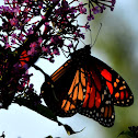 Monarch Butterfly