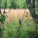 Downy Woodpecker