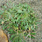 Cichorium
