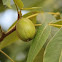 shagbark hickory