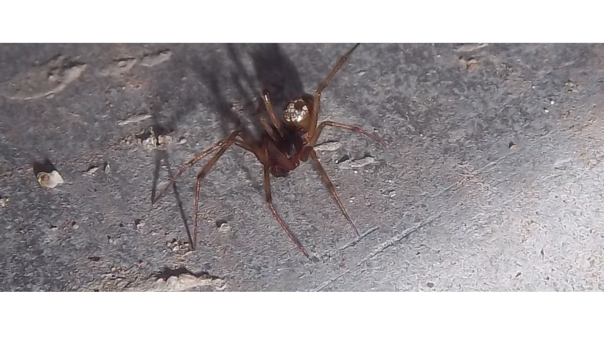 Liitle Brown-Red Spider
