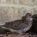 Mourning Dove