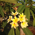 Plumeria