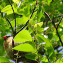 Northern Cardinal