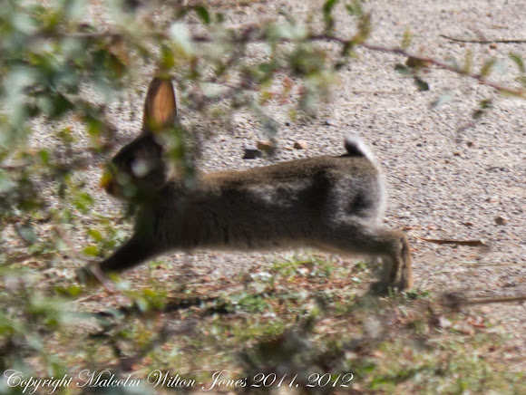 Spotting Image 1