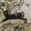 Rabbit; Conejo