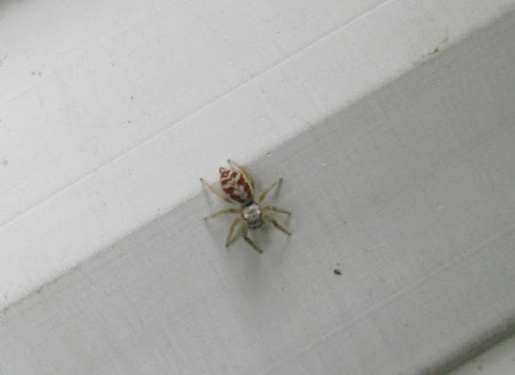 Spotting Image 1