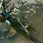 Water Snake