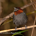 Pioró (Chesnut-headed tanager)
