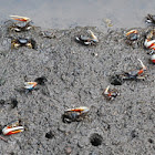 Mangrove crab