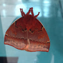 Io Moth
