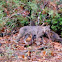 Bobcat