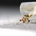 ants