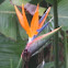 Bird of Paradise