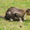 Tabby Cat