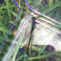 Damselfly