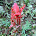 Scarlet Indian Paintbrush