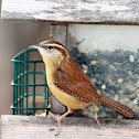 Carolina Wren