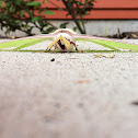 Luna Moth