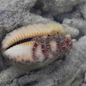 Thin Stripe Hermit Crab