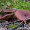 Fungus