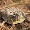 Texas Horned Lizard