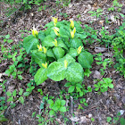 Yellow trillium
