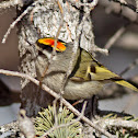 Golden-crowned Kinglet