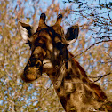 Sothern Giraffe