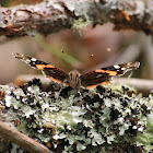 Red admiral
