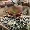 Red admiral