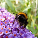 Large earth-bumblebee 