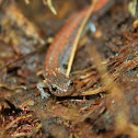 Eastern Red Back Salamander