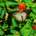 White Peacock Butterfly