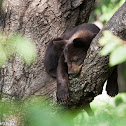 American Black Bear