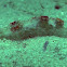 Elysia sp.