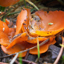 Orange Peel Fungus