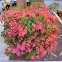 Bougainvillea