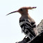 Hoopoe